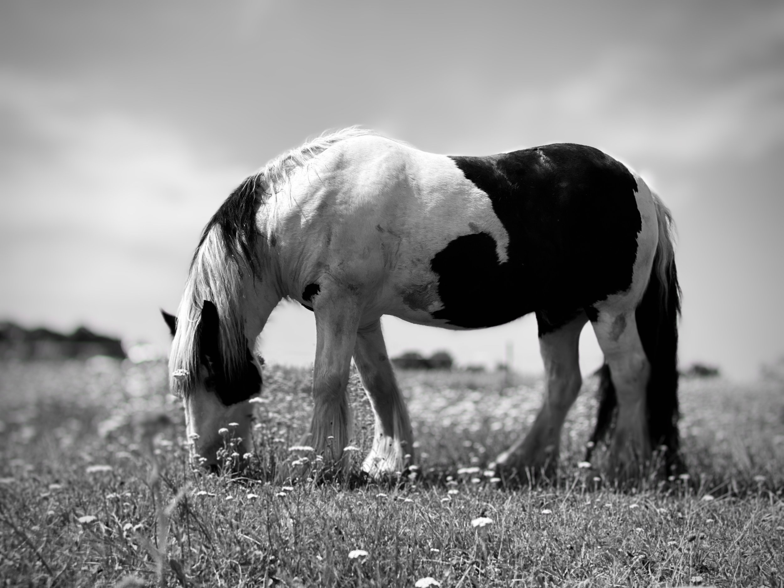 Horses